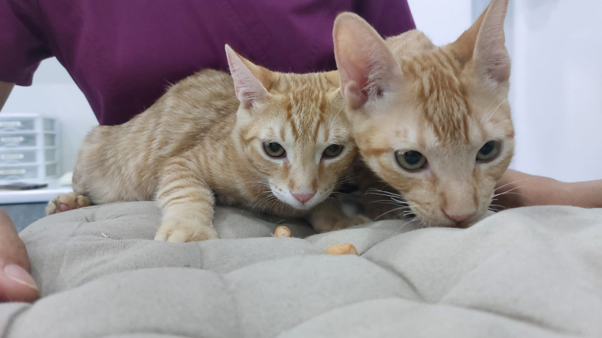 O Bê-á-Bá dos Gatinhos
