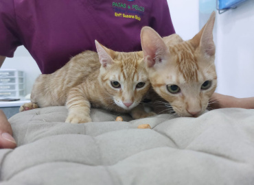 O Bê-á-Bá dos Gatinhos