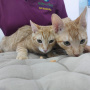 O Bê-á-Bá dos Gatinhos