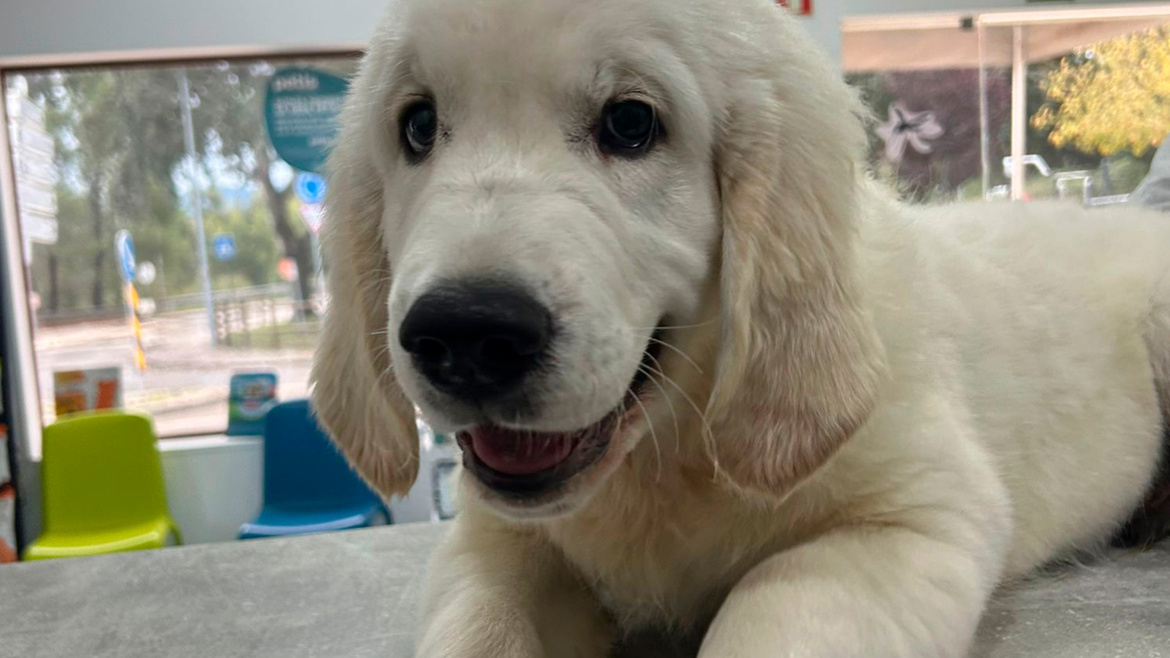 O Bê-à-Bá dos Cachorros