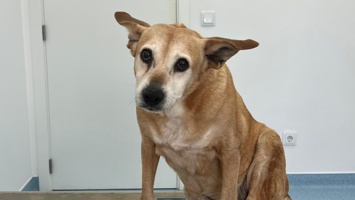 Cuidados com Cães e Gatos Geriátricos | Guia para Animais Seniores